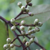 Corymbia torelliana (F.Muell.) K.D.Hill & L.A.S.Johnson